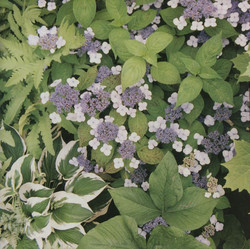 Habitation (10")