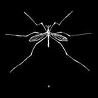 Dave Phillips – Insect – Soundohm