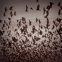 Split LP