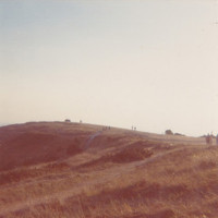 Calluna