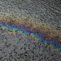 In Situ (LP)