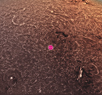 Prominences