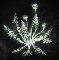 Dandelion (Expanded CD Edition)