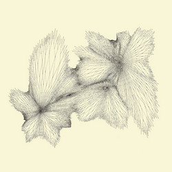 Plainlight (Lp)