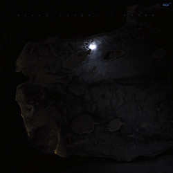 Aster (2Lp)