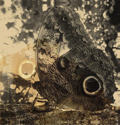 Ikiru or the Wanderer (LP)
