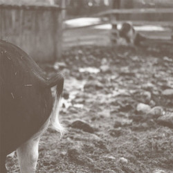 Tomorrow Is Too Late (Lp)