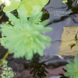 In a Landscape (2LP)