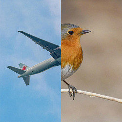 Birds (LP, single sided)