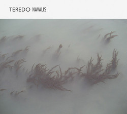 Teredo Navalis