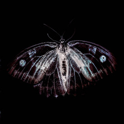 Bestia Ire (LP)