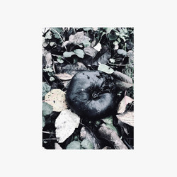 Black Phoebe (LP)