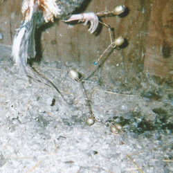 Nervous Rattles (LP)