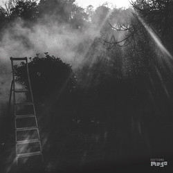 Animal Electrique (LP)