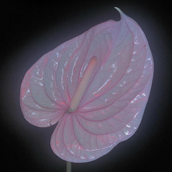 Holy Palm (2LP)