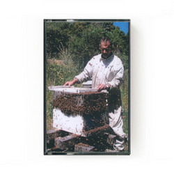 Dingulation (Tape)