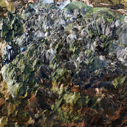 Genetisis (LP)