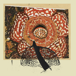 Rainbow de Nuit (LP)