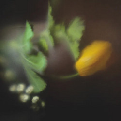 Blue Rot (LP)