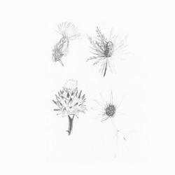 Distels