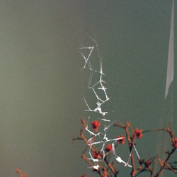 Last Blues (LP)