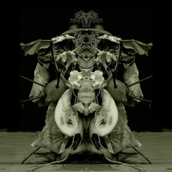 Uzu Oto (LP)