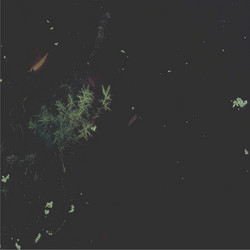 Naiads