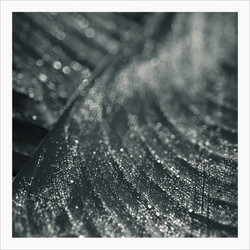 Moss (Recur) (Tape)