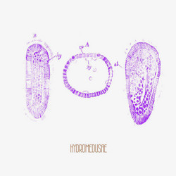 Hydromedusae (LP)