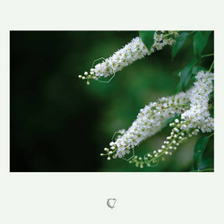 The Summer Passed In Monotone (LP, Green)